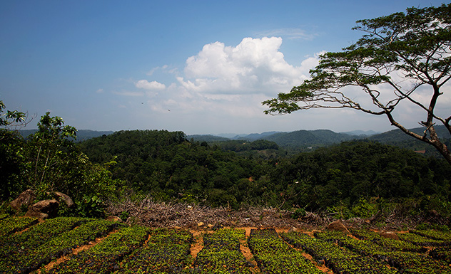 The Cinnamon Story - Experience - Sri Lanka In Style